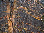 Click to see Y-JG-OM-1-OM-40-150-090407.JPG