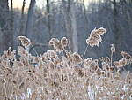 Click to see Y-JG-OM-1-OM-40-150-090430.JPG