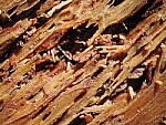 Click to see Y-WB-OM90MM-P1240027.JPG