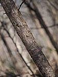 Click to see Y-WB-OM90MM-P1240030.JPG