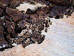 Click to see Y-WB-OM90MM-P1240034.JPG
