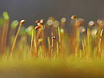 Click to see Y-WB-OM90MM-P1240041.JPG