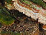 Click to see Y-WB-OM90MM-P1240074.JPG