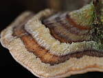 Click to see Y-WB-OM90MM-P1240076.JPG