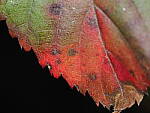 Click to see Y-WB-OM90MM-P1240084.JPG