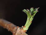 Click to see Y-WB-OM90MM-P1240092.JPG