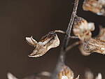Click to see Y-WB-OM90MM-P1240098.JPG