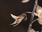 Click to see Y-WB-OM90MM-P1240100.JPG
