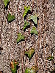 Click to see Y-WB-OM90MM-P1240116.JPG