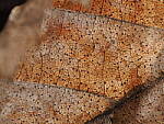 Click to see Y-WB-OM90MM-P1240130.JPG