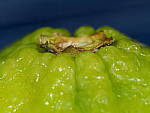 Click to see Y-WB-OM90MM-P1240183.JPG