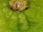 Click to see Y-WB-OM90MM-P1240185.JPG