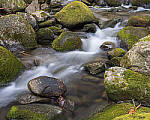 Click to see Y-JG-OM-5-PC020089-MOD.JPG