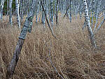 Click to see Y-JG-OM-5-PC020121-MOD.JPG