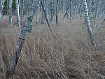 Click to see Y-JG-OM-5-PC020121.JPG