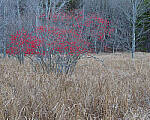 Click to see Y-JG-OM-5-PC020122-MOD.JPG
