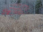 Click to see Y-JG-OM-5-PC020122.JPG
