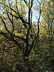 Click to see Y-WB-OM5-PA150005.JPG