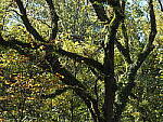 Click to see Y-WB-OM5-PA150007.JPG