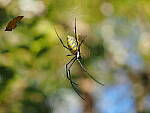 Click to see Y-WB-OM5-PA150010.JPG