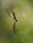 Click to see Y-WB-OM5-PA150019.JPG