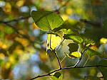 Click to see Y-WB-OM5-PA150026.JPG