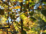 Click to see Y-WB-OM5-PA150028.JPG