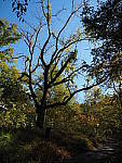 Click to see Y-WB-OM5-PA150043.JPG