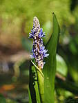 Click to see Y-WB-OM5-PA150059.JPG
