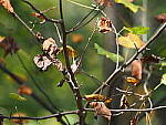 Click to see Y-WB-OM5-PA150073.JPG