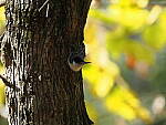 Click to see Y-WB-OM5-PA150078.JPG