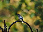 Click to see Y-WB-OM5-PA150085.JPG