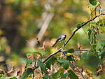 Click to see Y-WB-OM5-PA150150.JPG
