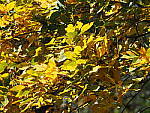 Click to see Y-WB-OM5-PA150165.JPG