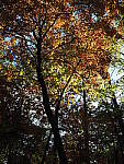 Click to see Y-WB-OM5-PA160183.JPG