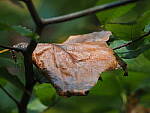 Click to see Y-WB-OM5-PA160198.JPG