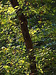 Click to see Y-WB-OM5-PA160231.JPG