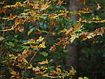 Click to see Y-WB-OM5-PA160272.JPG