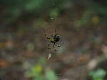 Click to see Y-WB-OM5-PA160273.JPG