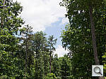 Click to see EM5PINE_ACRu300r03.JPG