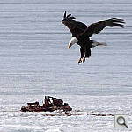 Click to see YP1010020-MOD.JPG