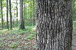 Click to see YP1240066.JPG