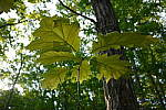 Click to see YP1240081.JPG