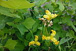 Click to see YP1240102.JPG
