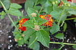 Click to see YP1240107.JPG