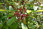 Click to see YP1240130.JPG