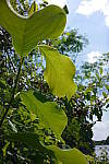 Click to see YP1240133.JPG