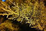 Click to see YP1240177.JPG