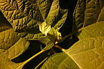 Click to see YP1240179.JPG