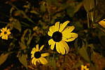 Click to see YP1240185.JPG